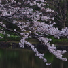 桜　4