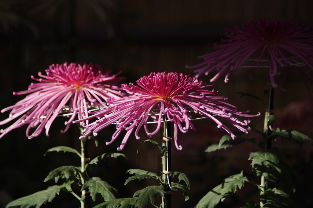 菊