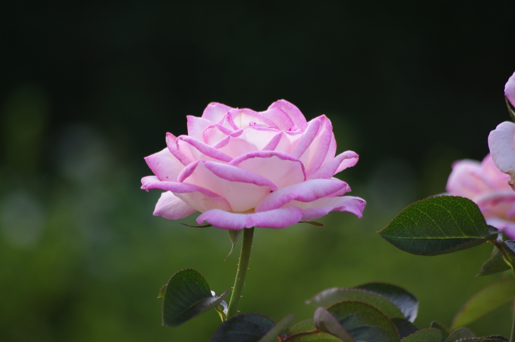 薔薇　４　日比谷公園　７月上旬