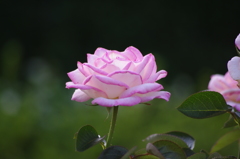 薔薇　４　日比谷公園　７月上旬