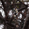 白梅　