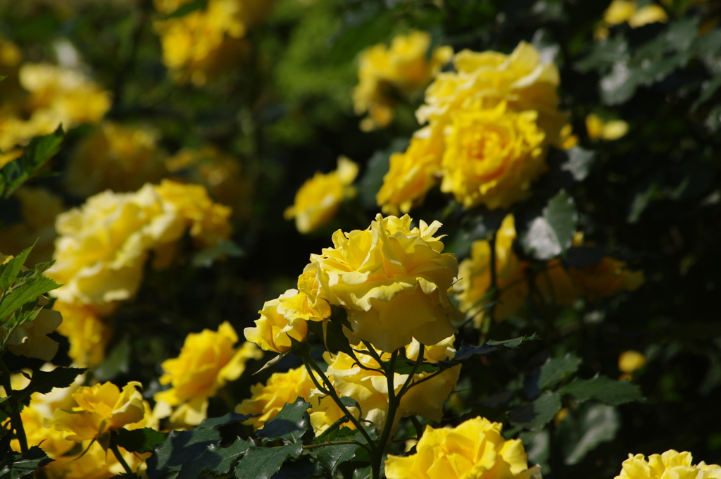 薔薇　2