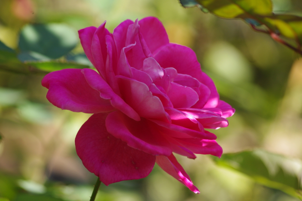 薔薇　43