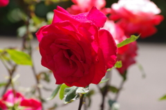 薔薇　14