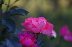 薔薇　5