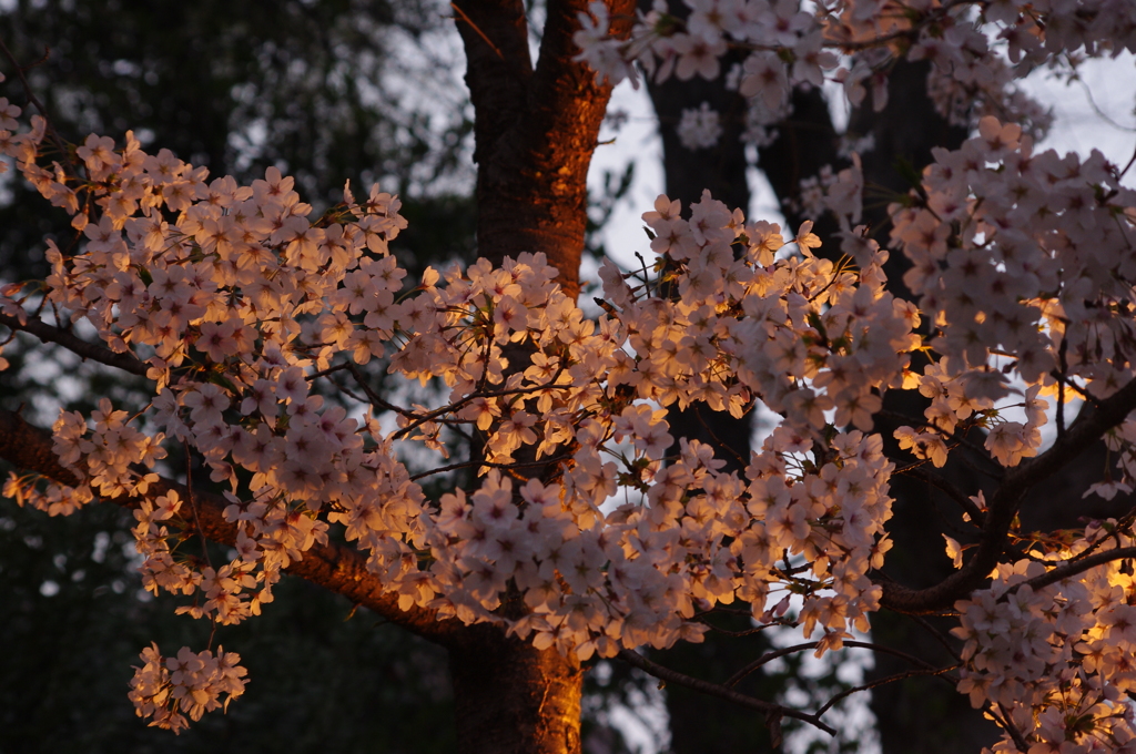桜のライトアップ