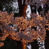 桜のライトアップ