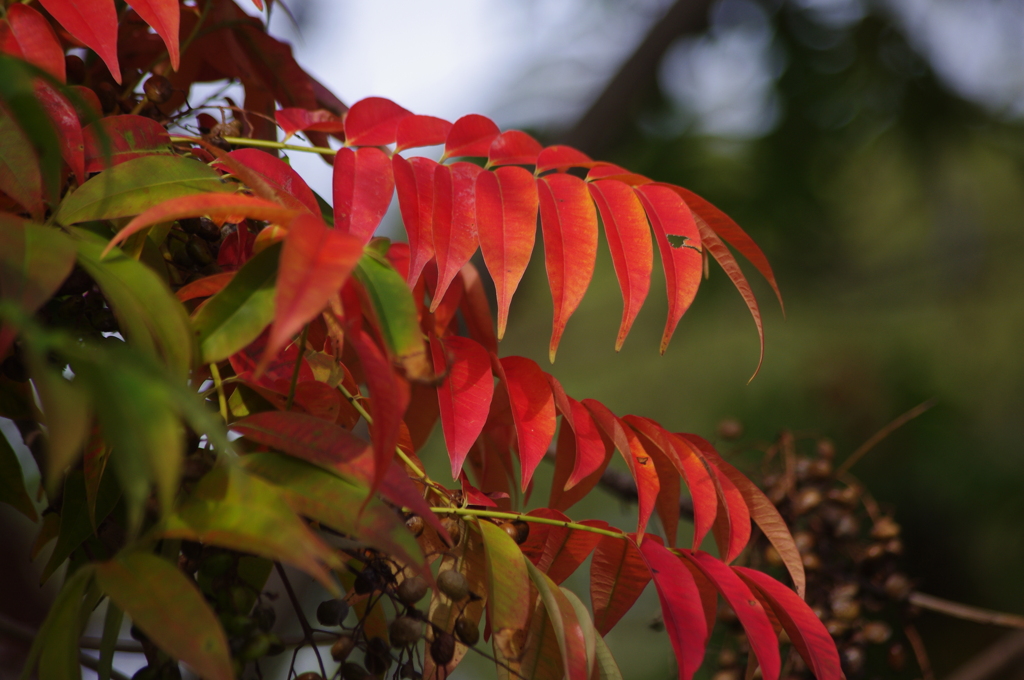 ハゼの紅葉