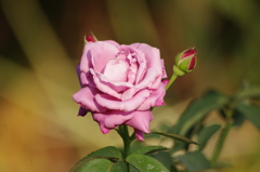 薔薇　5　日比谷公園　7月上旬