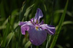 花菖蒲　1
