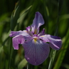 花菖蒲　1