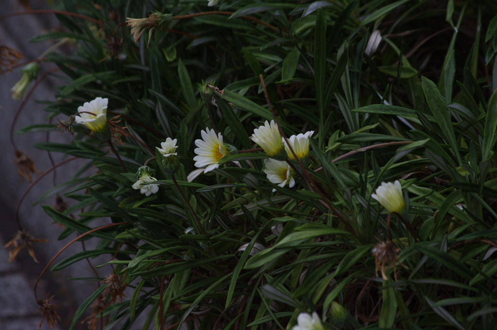 新芝運河　花壇　2　７月下旬