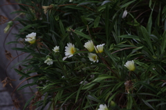 新芝運河　花壇　2　７月下旬