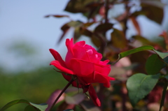 横浜の薔薇　10