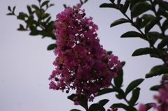 百日紅　2　旧浜離宮庭園　7月中旬