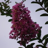 百日紅　2　旧浜離宮庭園　7月中旬