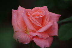 薔薇　12
