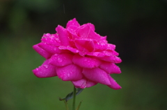 雨の中の薔薇　1　ザ・プリンス　パークタワー東京
