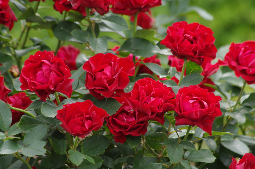 薔薇