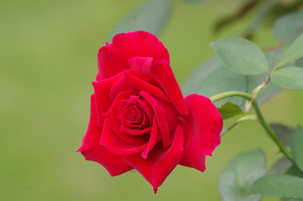 薔薇　5　日比谷公園　１０月下旬