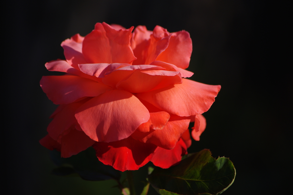 薔薇