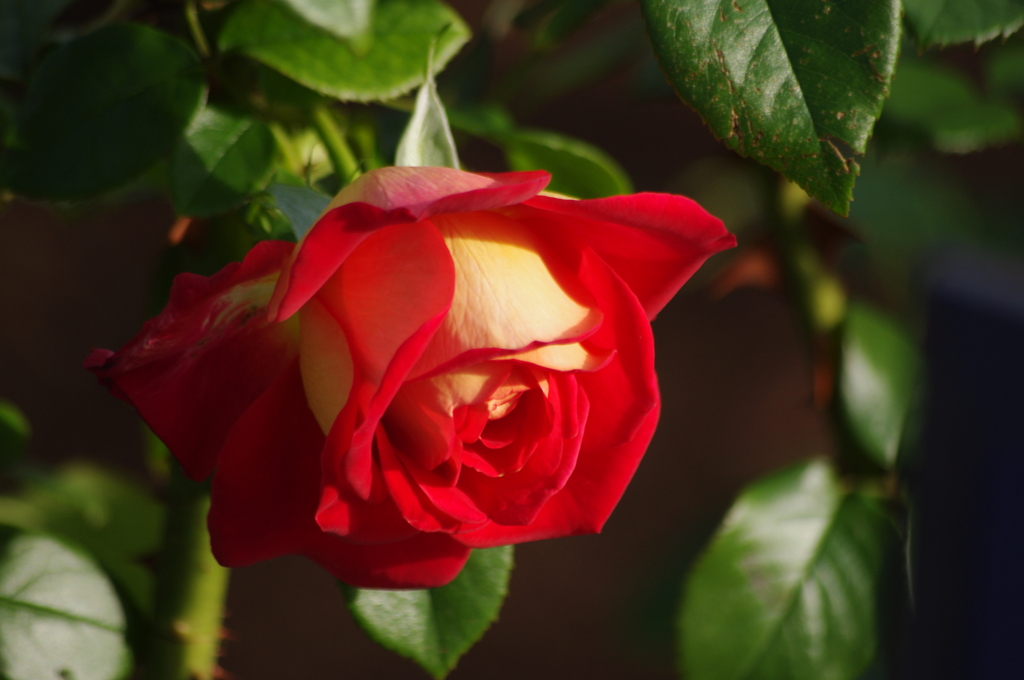 薔薇　6