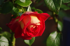 薔薇　6