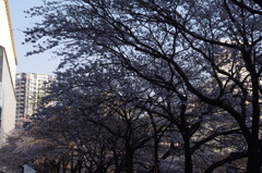 桜並木