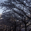 桜並木