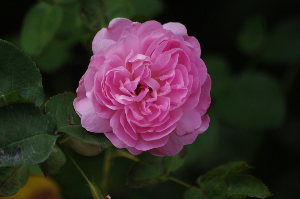 薔薇　芝浦運河