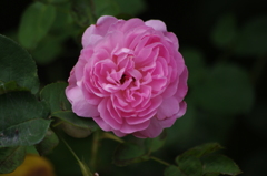薔薇　芝浦運河