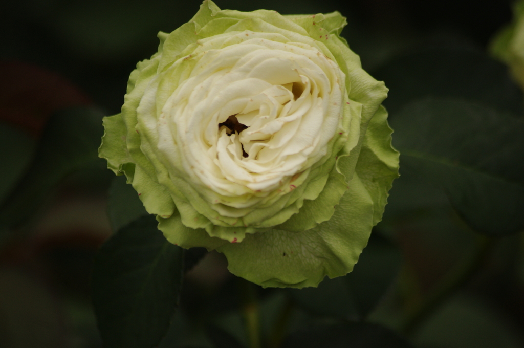 薔薇　8　代々木公園　６月