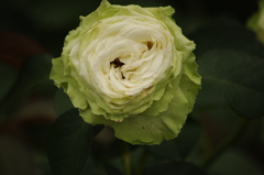 薔薇　8　代々木公園　６月