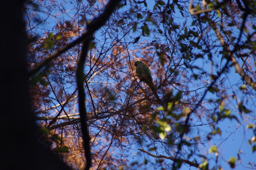 すっかり東京中にいるようになったインコ
