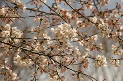 池田山の桜　3