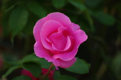 薔薇　1