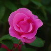 薔薇　1