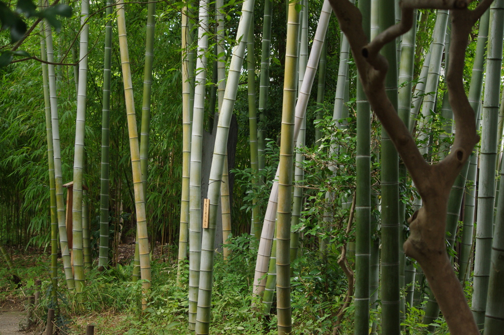 竹林