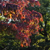 紅葉　1