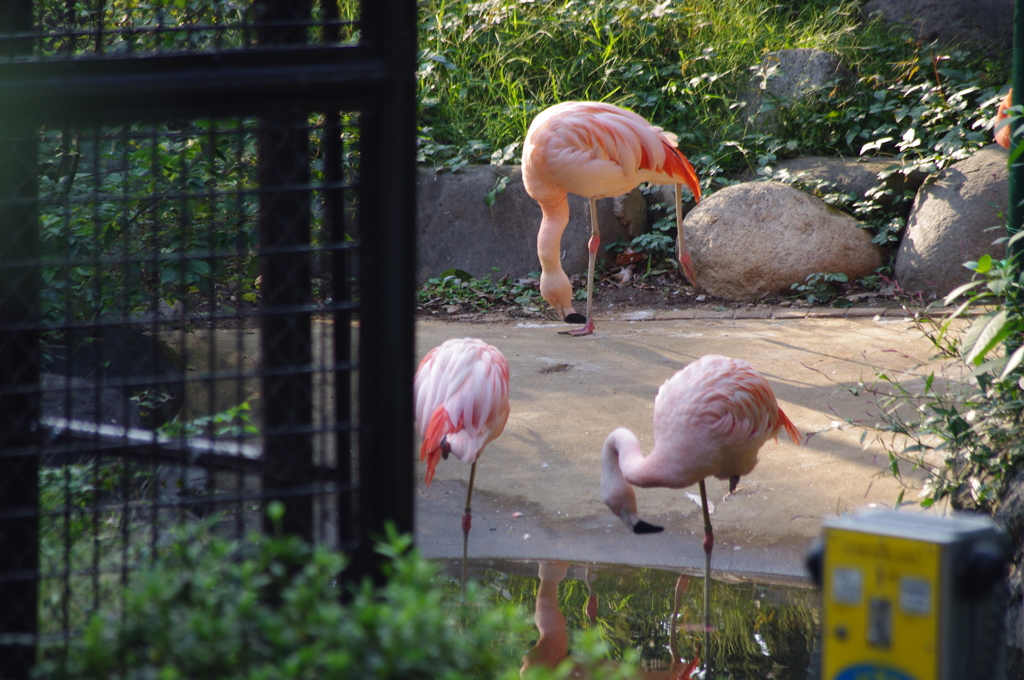 フラミンゴ　野毛山動物園　１０月