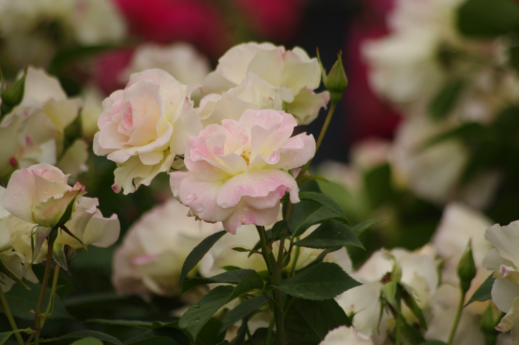薔薇　38　港が見える公園　５月