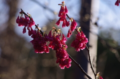 寒緋桜