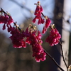 寒緋桜