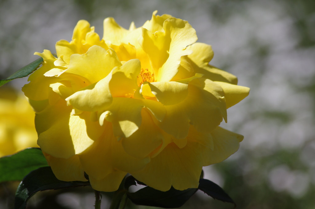 薔薇　旧古河庭園　５月　４