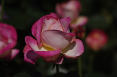 薔薇　20