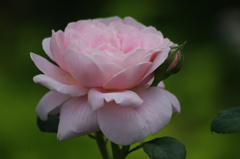 薔薇　18　港が見える丘公園　５月