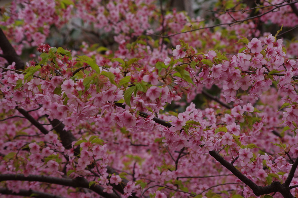 河津桜　3