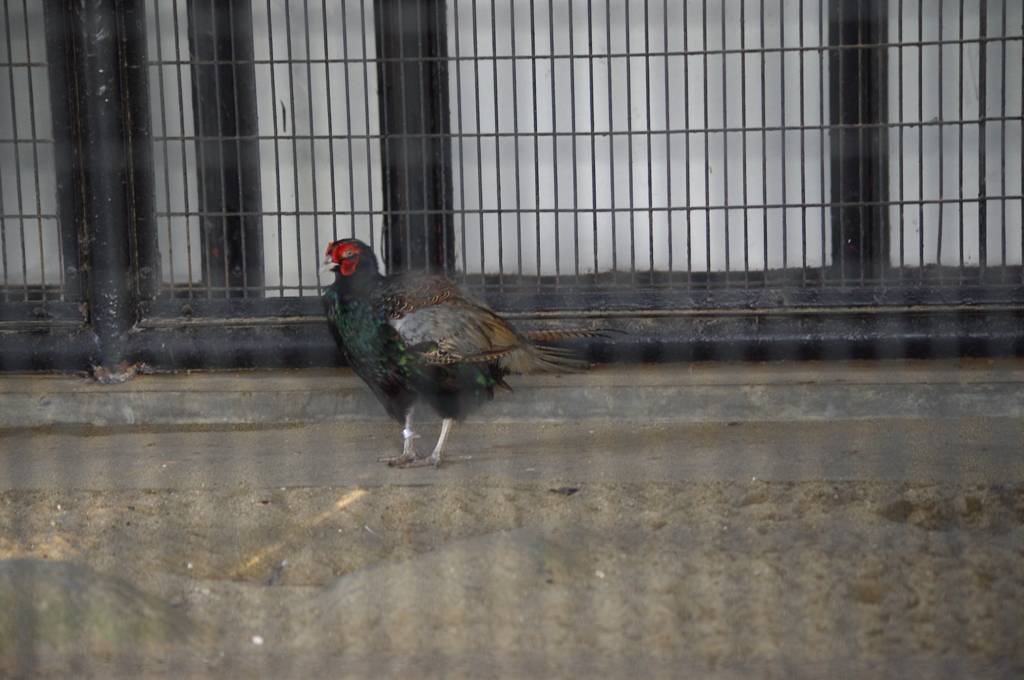 国鳥　キジ　野毛山動物園　１０月