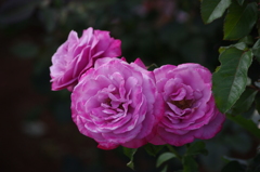 芝浦中央公園　６月　薔薇　6