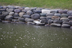 シラサギ　浜離宮庭園